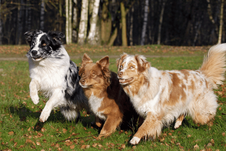 Photo of  Australian Shepherd Catahoula Dogs