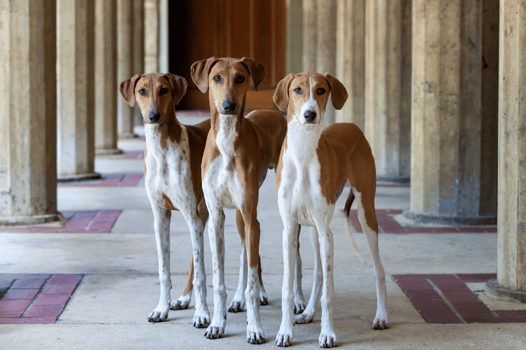 Photo of  Azawakh Dogs