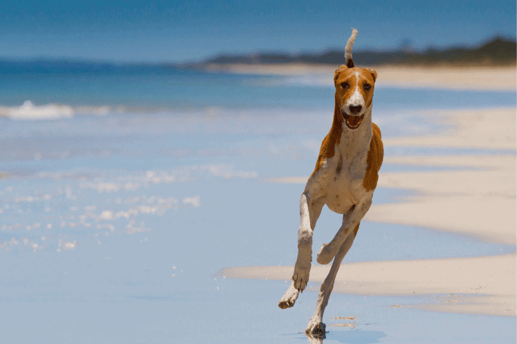 Photo of Azawakh Dog Running On The Beach