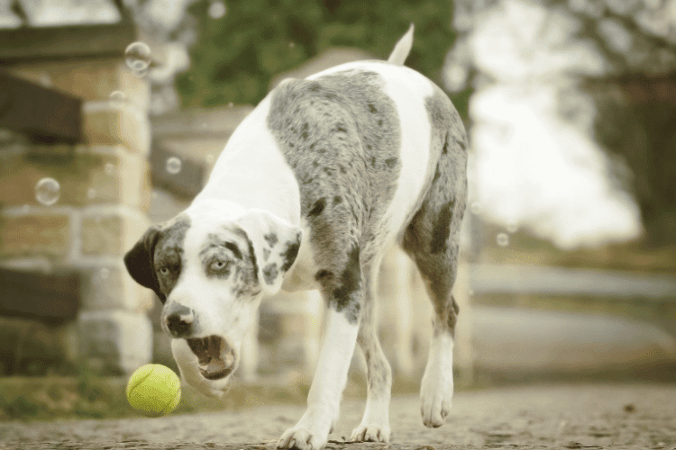 Photo of Catahoula Playing With Tennis Ball