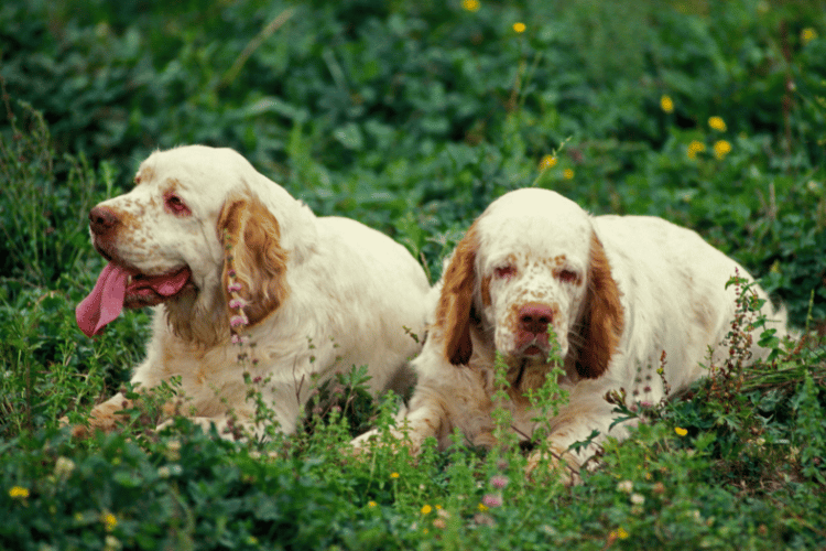 Photo of Clumber Spaniel Dogs