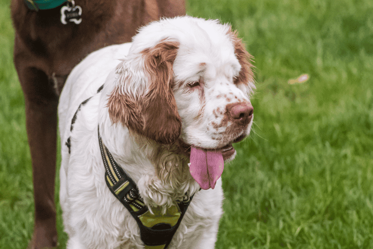 Photo of Clumber Spaniel Puppy