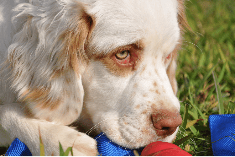 Photo of Clumber Spaniel