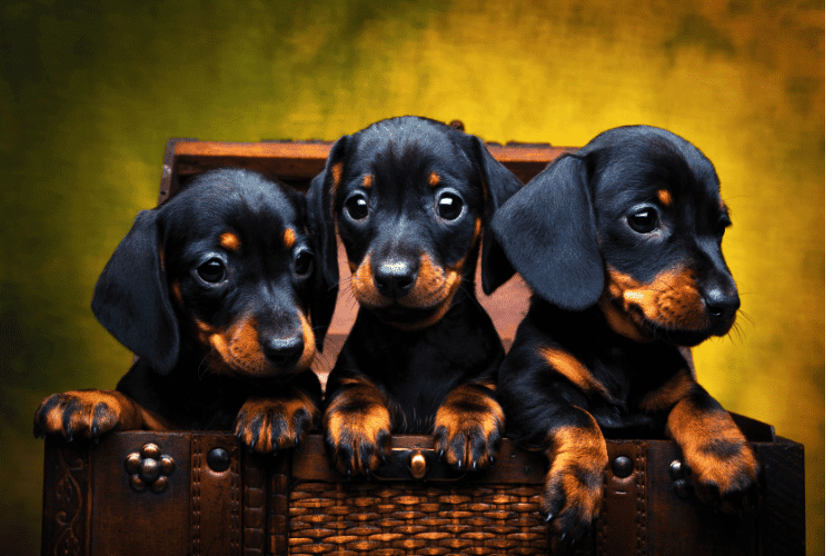 Photo of Dachshund Puppies