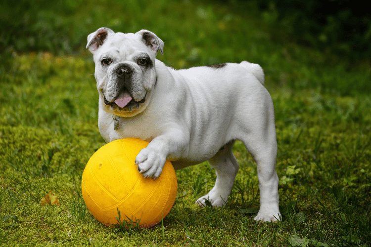 Photo of English Bulldog Playing With A Ball