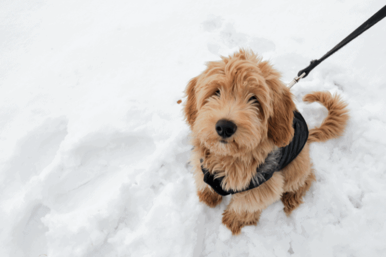 Photo of Goldendoodle
