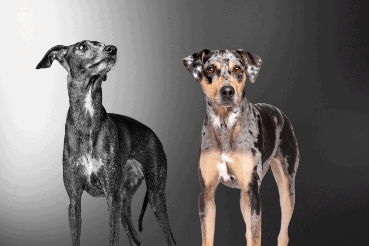 Greyhound Catahoula Mix