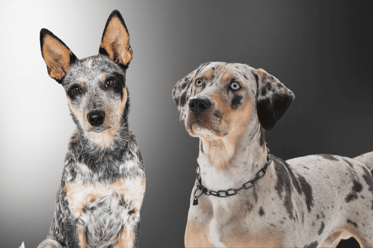 Catahoula blue best sale tick mix