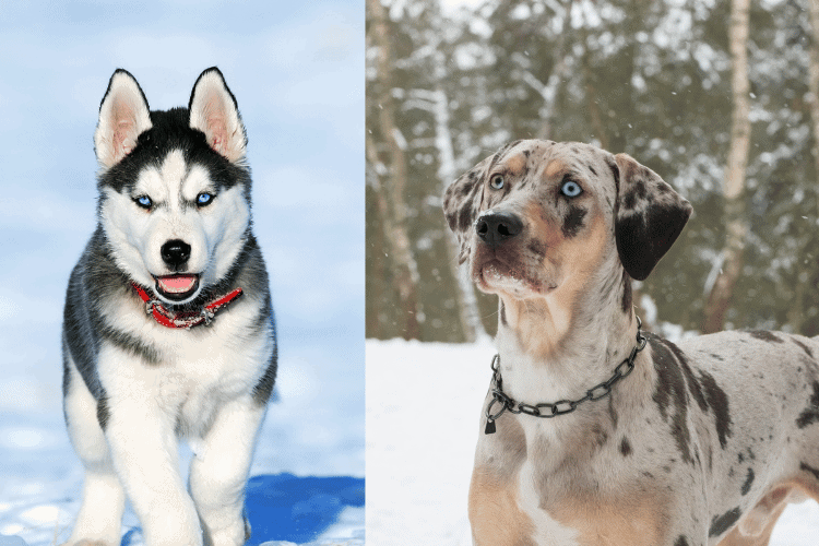 Photo of Husky Catahoula Mix