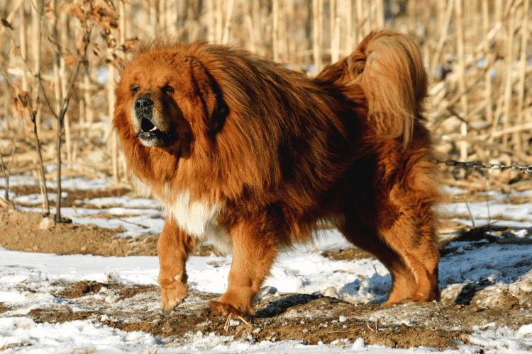 Photo of Mastiff Dog