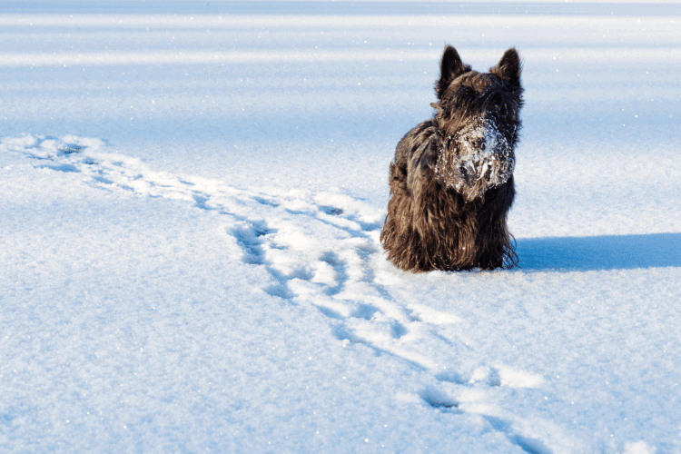 Photo of Scottish Terrier On Ice
