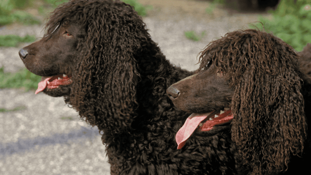 two Irish Water Spaniel dogs