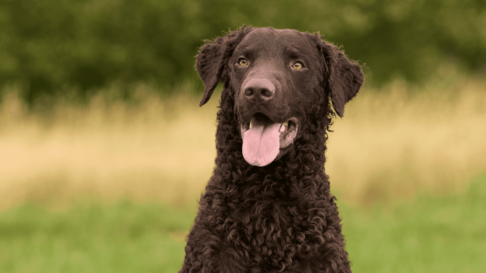 Curly coated Retriever close up
