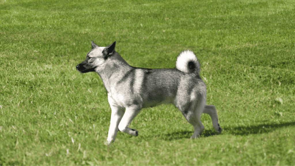 Norwegian Buhund dog