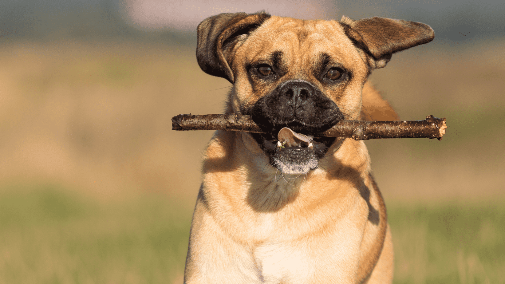 Puggle with a stick
