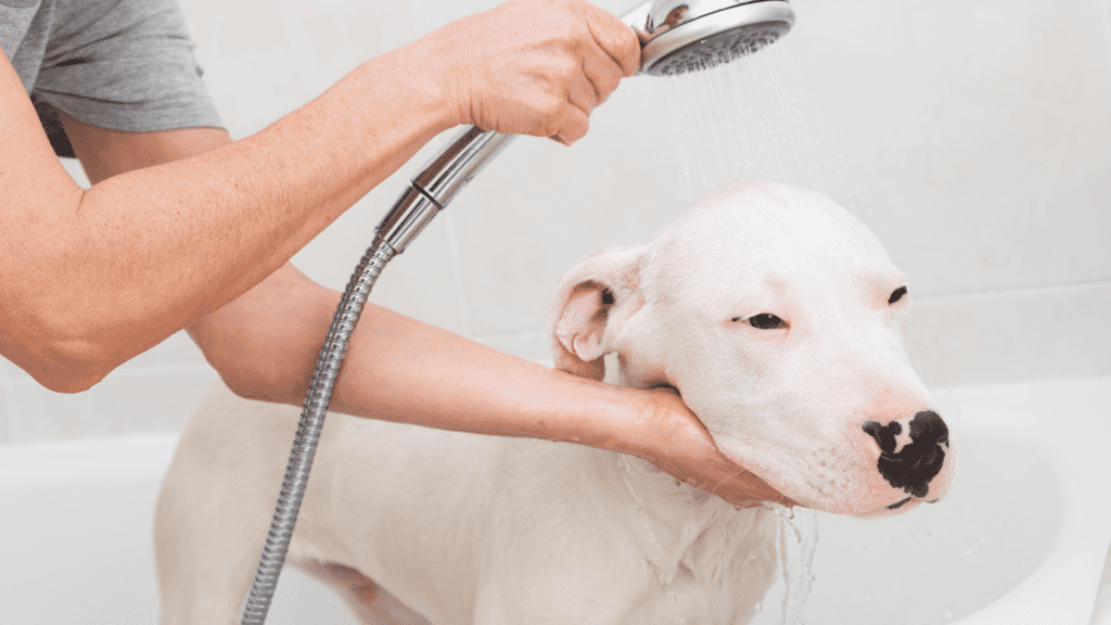 Giving a bath to a Dogo Argentino
