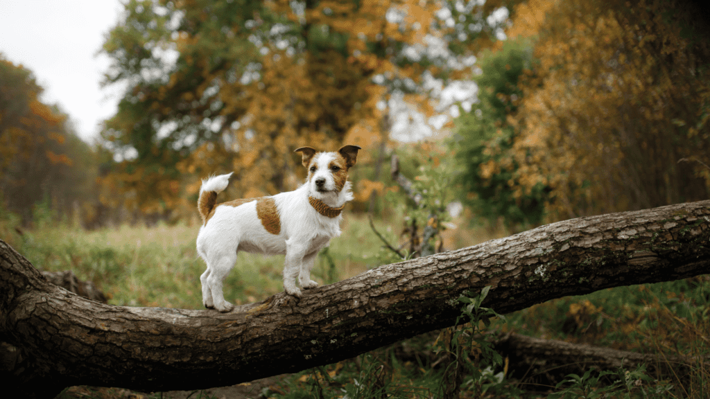 Russell Terrier walking on a tree branch