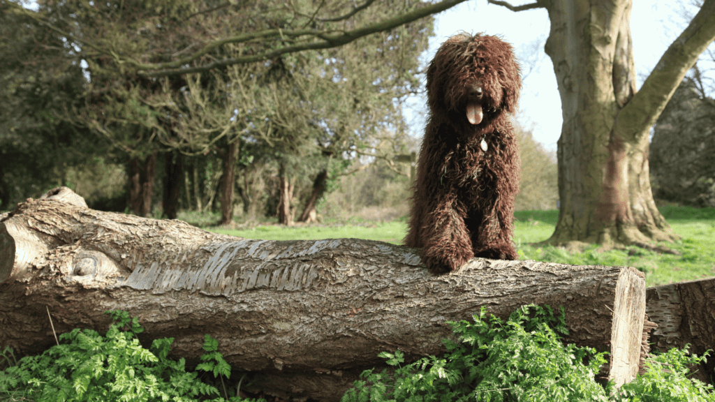 Spanish Water Dog standing a tree branch