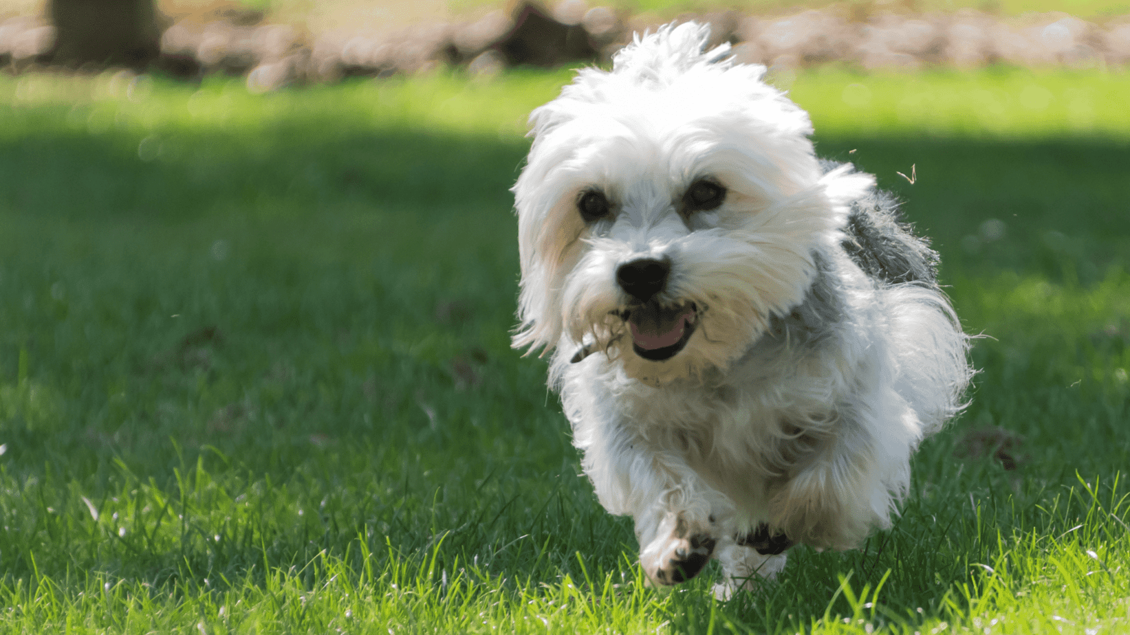 Dandie Dinmont Terrier running