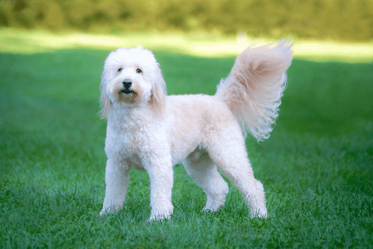 Photo of A Groomed Goldendoodle