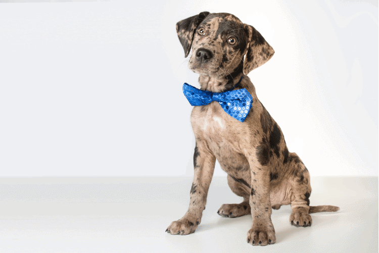Photo of A Well Dressed Catahoula Leopard